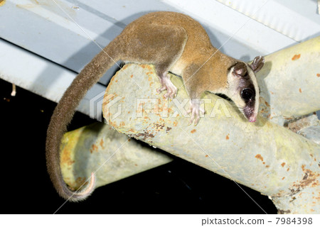 Opossum in the roof of a building in the rainforest, Ecuador 7984398