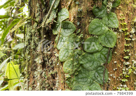 Tropical climber growing on the bark of a rainforest tree, Ecuador 7984399
