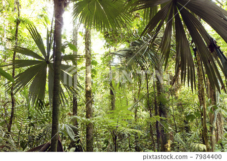 Interior of tropical rainforest in Yasuni National Park, Ecuador with palm tree in foreground Interior of tropical rainforest in Yasuni National Park, Ecuador with palm tree in foreground 7984400