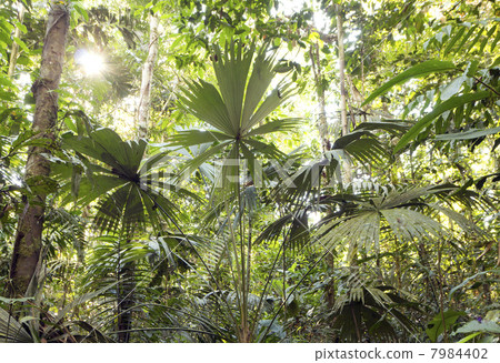 Interior of tropical rainforest in Yasuni National Park, Ecuador with palm tree in foreground Interior of tropical rainforest in Yasuni National Park, Ecuador with palm tree in foreground 7984402