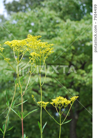 Female flower flowers 7984499