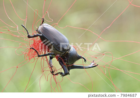 The beetle to which the field net came from 7984687