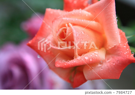 玫瑰(Bar du Soleil) 玫瑰(Bar du Soleil) 7984727