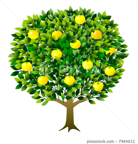 Tangerine tree 7984812