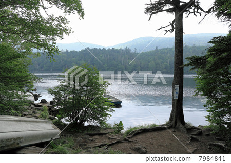  白色池塘池塘 7984841