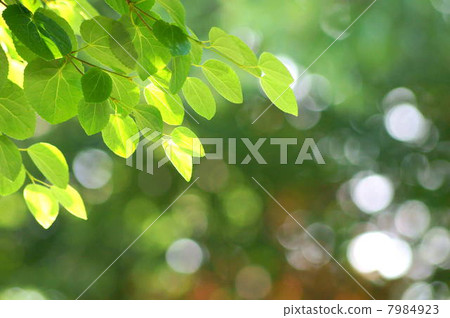 Fresh green of healing palette (leaves of wig) 7984923