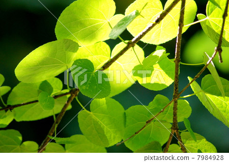 Fresh green of healing palette (leaves of wig) 7984928