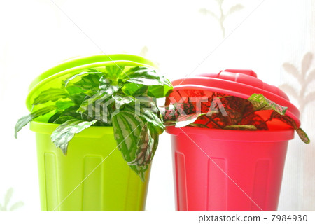 熟悉的綠化 7984930