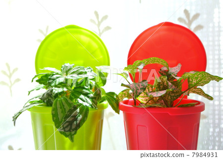 熟悉的綠化 7984931