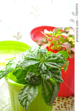 Familiar greening 7984934