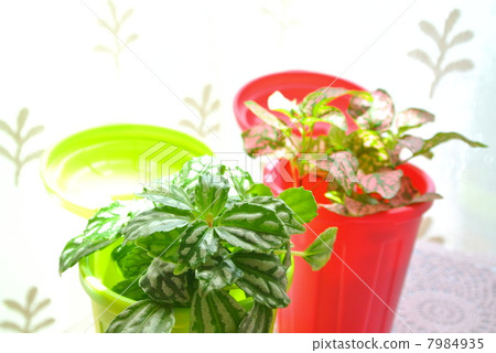 熟悉的綠化 7984935