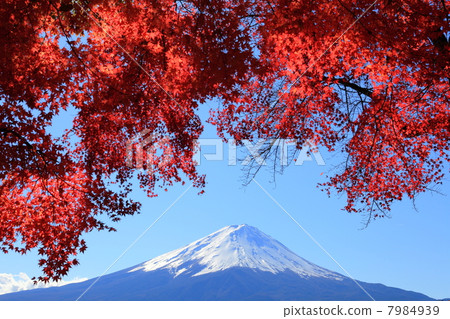 在Mt. Kawaguchiko和富士山的秋季葉子 7984939
