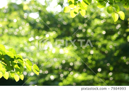 Fresh green of healing palette (leaves of wig) 7984993