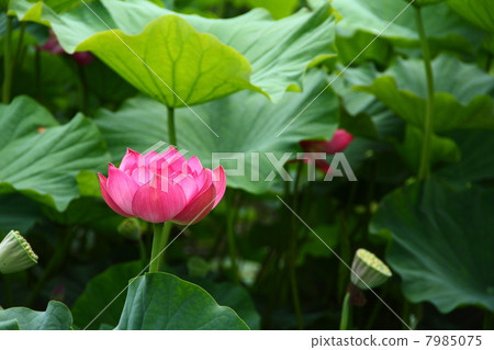 一朵蓮花 7985075