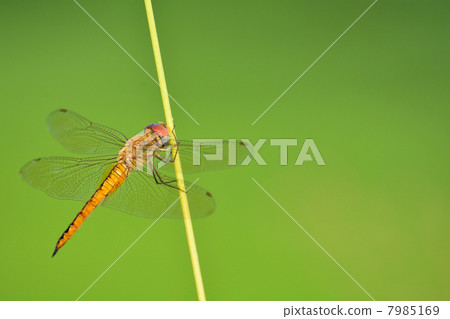 Dragonfly  7985169