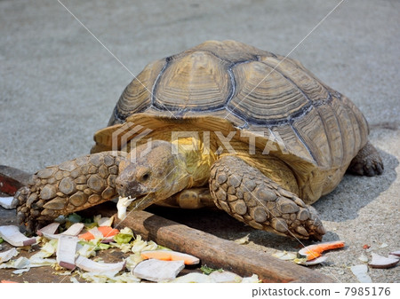 非洲鞭龜 7985176