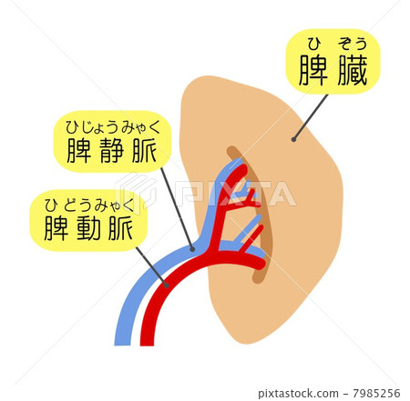 spleen 7985256