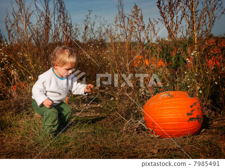 Little toddler boy on pumpkin patch field 7985491