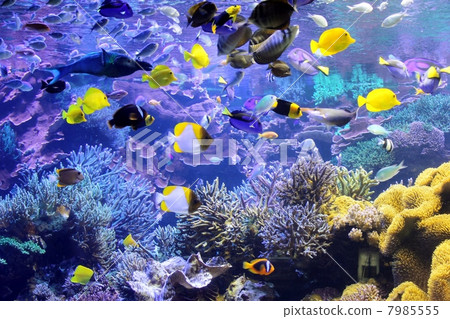 Colorful tropical fish 7985555