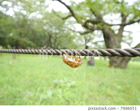 Cicadian shell 7986051