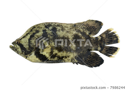 永續年金 7986244