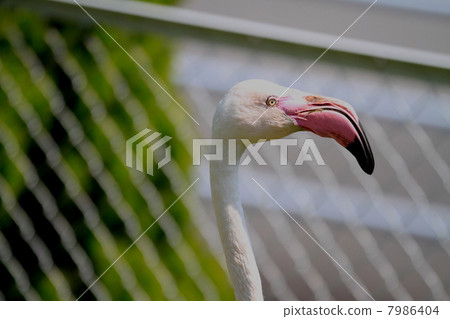 Flamingo  7986404