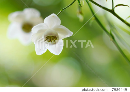 八月花Sh Shu蜀·毛茛家25 7986449