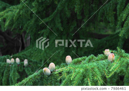 August actual Himalayan cedar and pine family 05 7986461