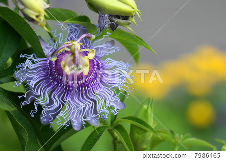 August Flower tokei and Tokushiroidae 22 August Flower tokei and Tokushiroidae 22 7986465