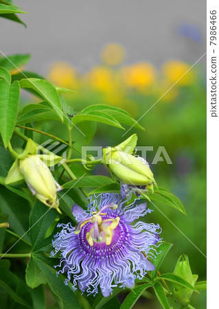 August Flower vase and vermillion department 21 August Flower vase and vermillion department 21 7986466