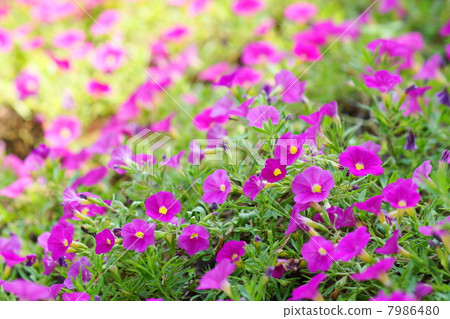 August Flower Calibranacaa / Solanaceae 02 7986480