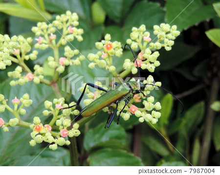 Yakugarashi / Asakawa 7987004