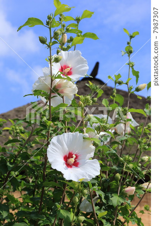 Aizu Nishi Highway Mulberry blooming in Ouchi inn 7987307