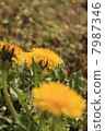 Dandelion 7987346