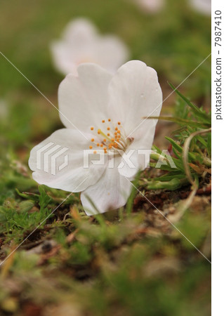 Cherry Blossoms Cherry Blossoms 7987410