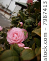 Camellia 7987413