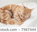 Sleeping Munchkin 7987444