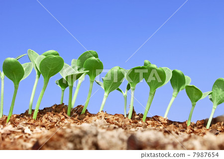 Small watermelon seedling against blue sky 7987654