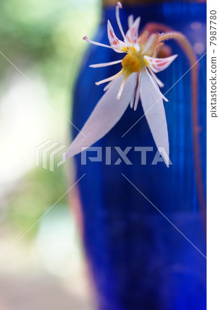 Yukinoshita flower up 7987780