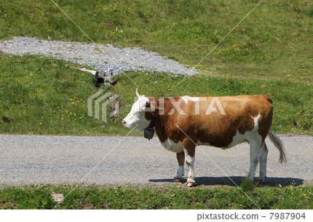 Cow  7987904