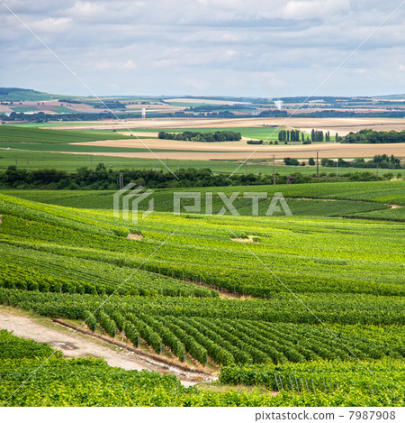 Vineyard landscape, Montagne de Reims, France 7987908
