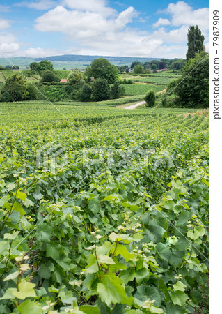 Vineyard landscape, Montagne de Reims, France 7987909