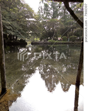 Mt. Fuji Honmu Shirama Asama Taisha Spring Pond 7988307