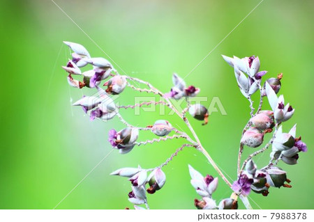 Flower of Mizukanna 7988378