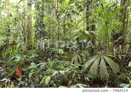 Interior of tropical rainforest with fan palms, Ecuador Interior of tropical rainforest with fan palms, Ecuador 7988524