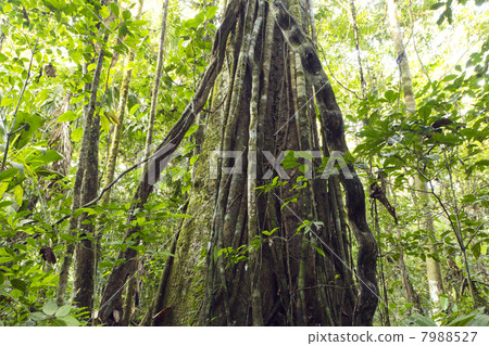 Large rainforest tree hung with monkey ladder liana (Bauhinia sp 7988527