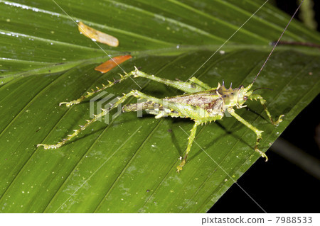 Green spiky bush cricket in the rainforest understory, Ecuador Green spiky bush cricket in the rainforest understory, Ecuador 7988533