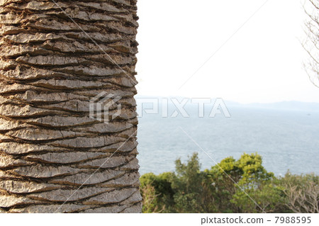 close up of palm tree 7988595