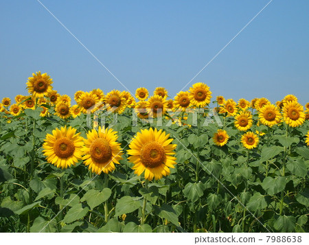 Sunflower field Sunflower field 7988638