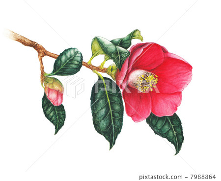 茶花 茶花 7988864